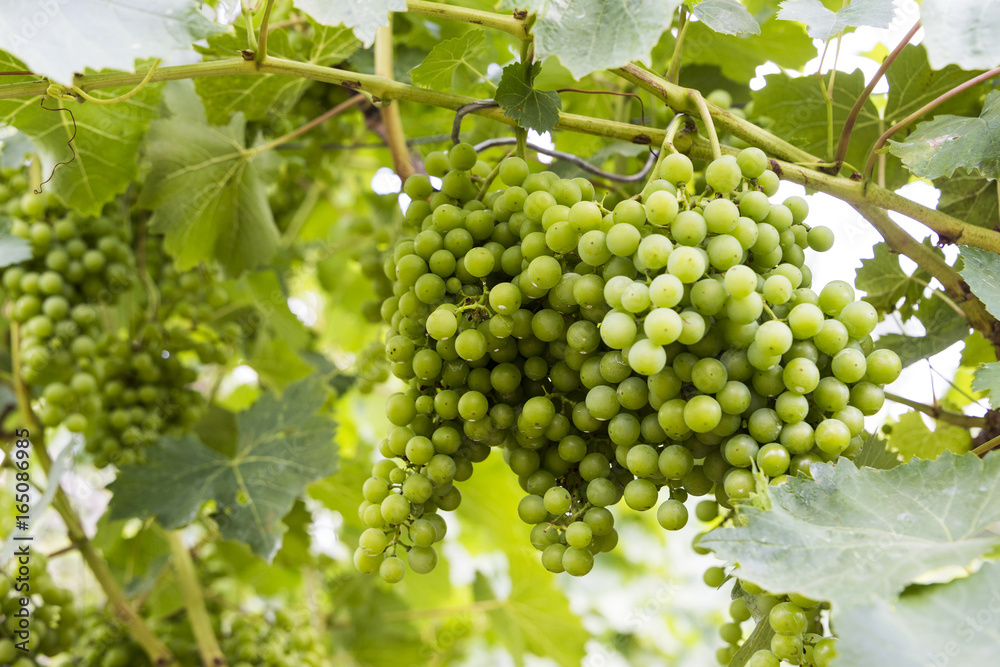 Young and juicy white grapes from a vineyard on a sunny day Young and juicy white grapes from a vineyard on a sunny day