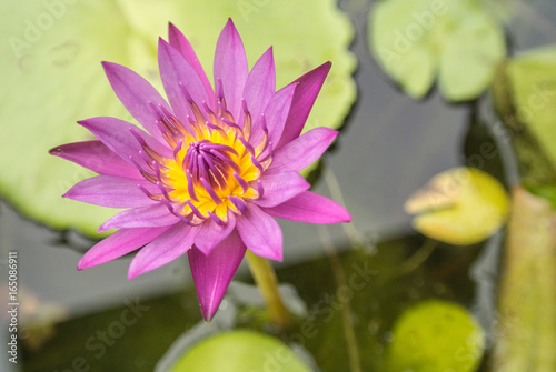 Lotus is a flower that familiar and favorable with Thai people from the past and a flower for Buddhism.