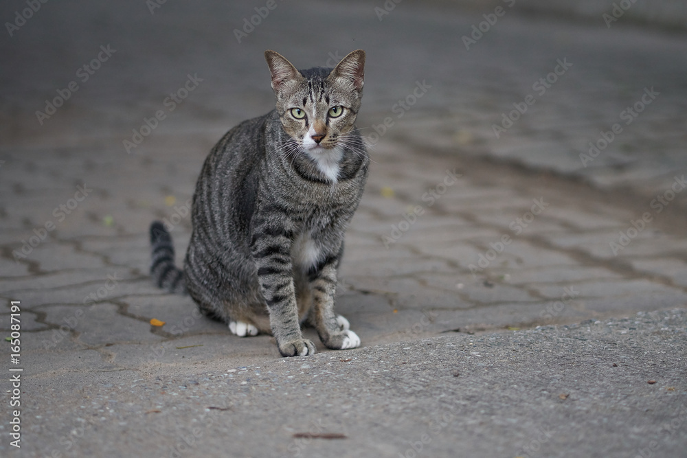 Cat, black and grey with black stripes sitting on the concrete flooring.