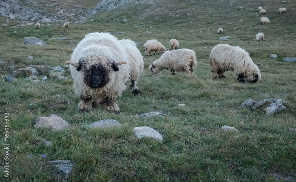 Herd of so-called Valais Blacknose Sheep in the high Alps. Herd of so-called Valais Blacknose Sheep in the high Alps.