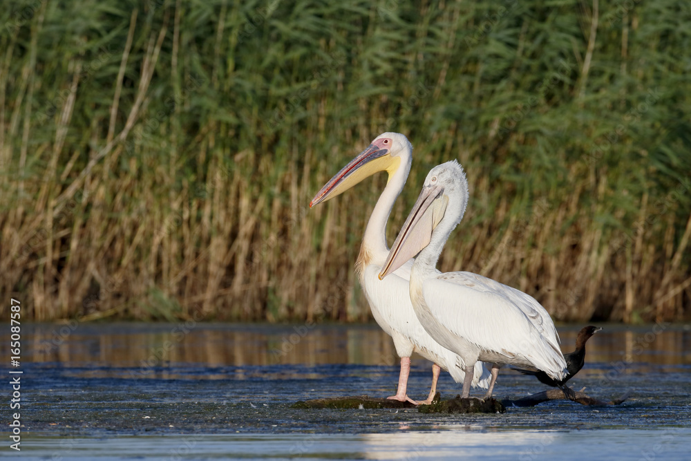 Great white-pelican, Pelecanus onocrotalus Great white-pelican, Pelecanus onocrotalus