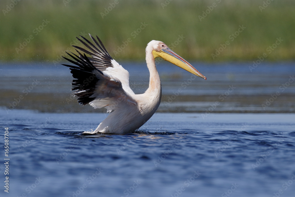 Great white-pelican, Pelecanus onocrotalus Great white-pelican, Pelecanus onocrotalus