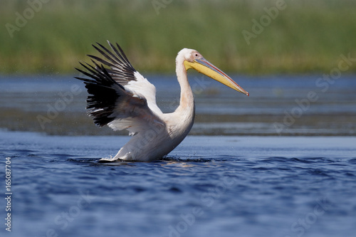 Great white-pelican, Pelecanus onocrotalus