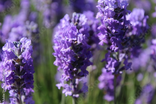 Close up of blooming lavender