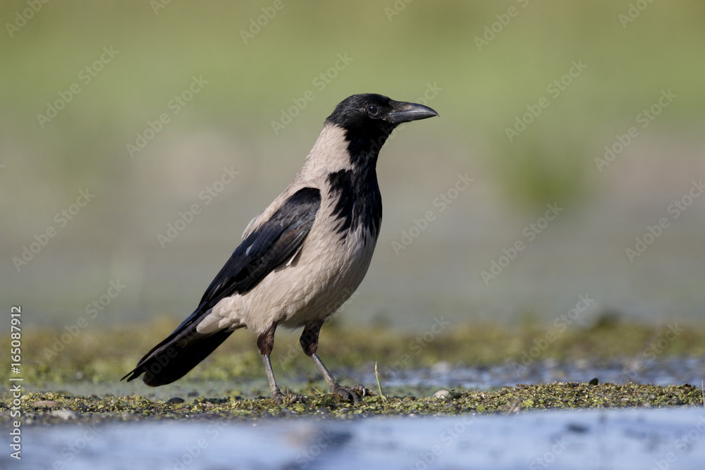 Hooded crow, Corvus corone cornix Hooded crow, Corvus corone cornix