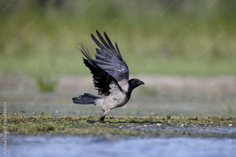 Obraz premium Hooded crow, Corvus corone cornix