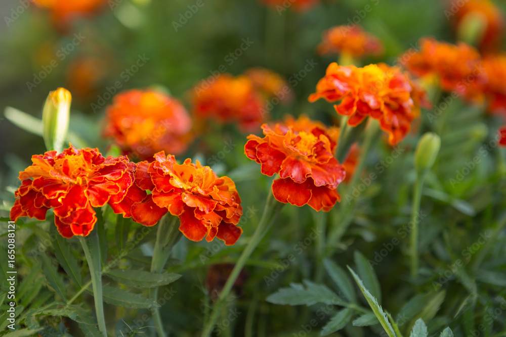 Orange floral background of marigolds