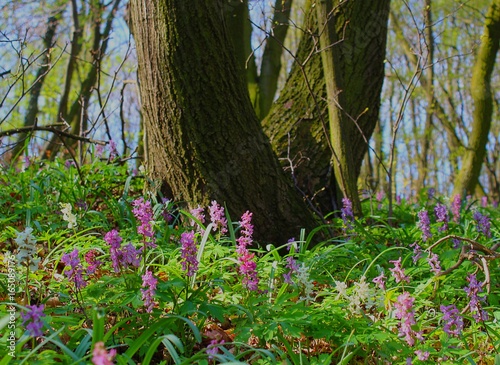 Fototapeta Naklejka Na Ścianę i Meble -  Spring in a Forest