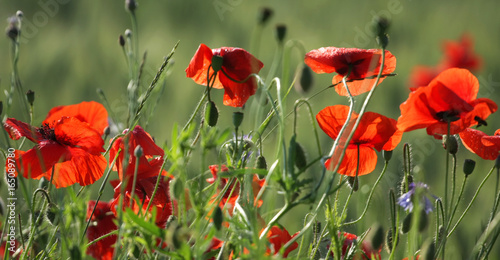 Field of red poppies 