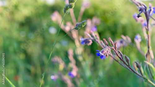 Blue wildflower sunset light closeup photo