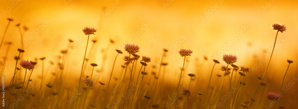 Cornflower at sunset 2