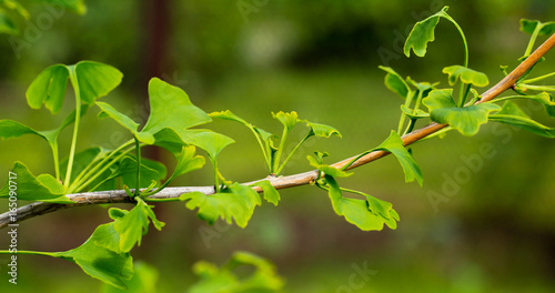 Young leaves of Ginkgo Biloba.Abstract nature background. photo