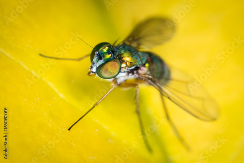 long legged fly © Makram Studios