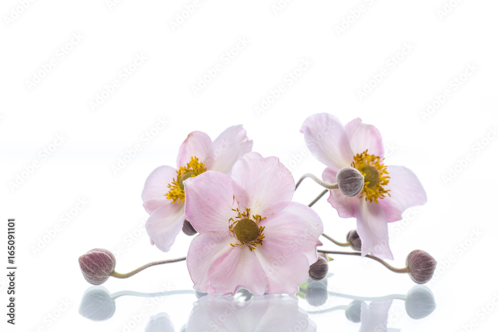 Obraz premium Cute pink flowers