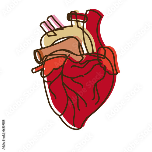human heart medical anatomical artery
