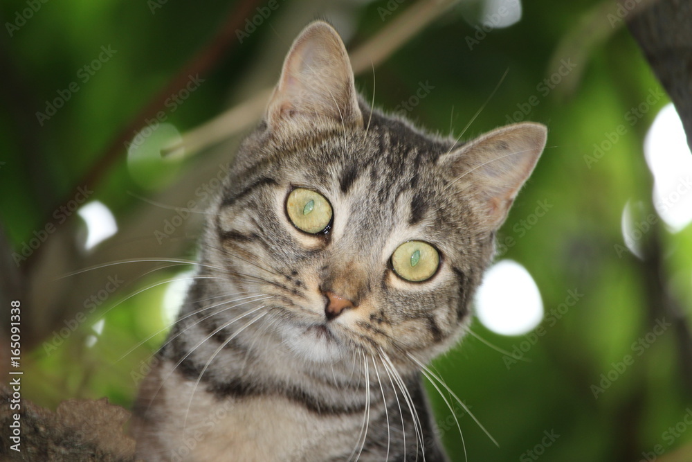 portrait d'un chaton dans le feuillage avec un grand regard