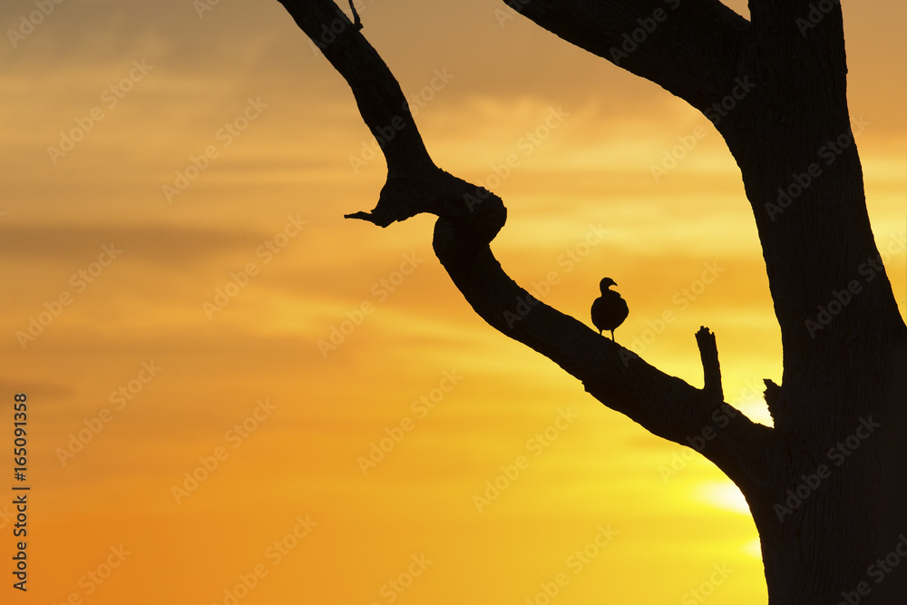 Silhouette of francolin on a dead tree at sunrise