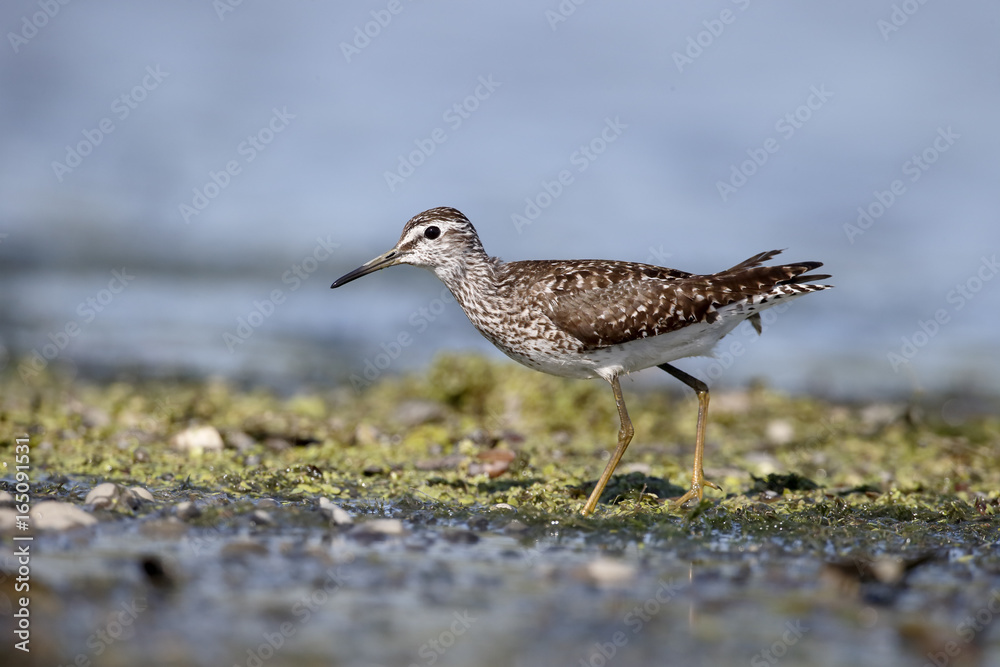 Wood sandpiper, Tringa glareola Wood sandpiper, Tringa glareola