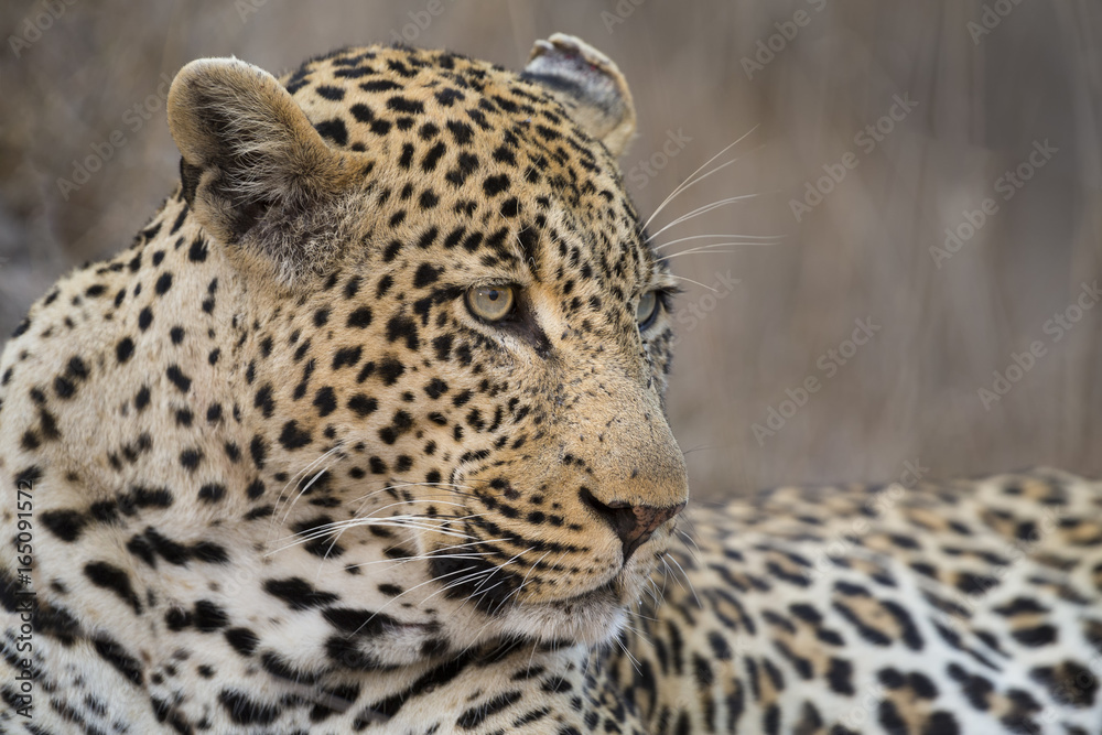 Fototapeta premium Portrait leopard lay down in at dusk to rest and relax