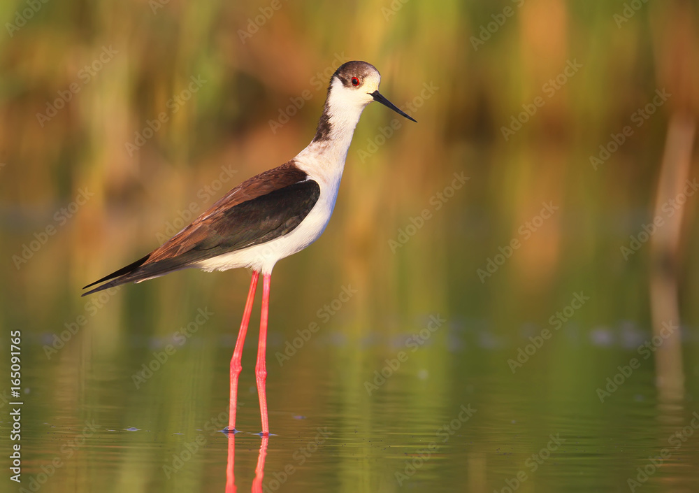 Fototapeta premium Portrait of black-winged stilt in morning light.