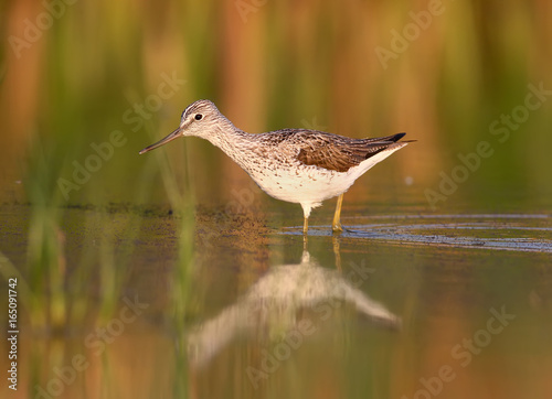 Greenshank walking on the water in soft morning light after sunrise.