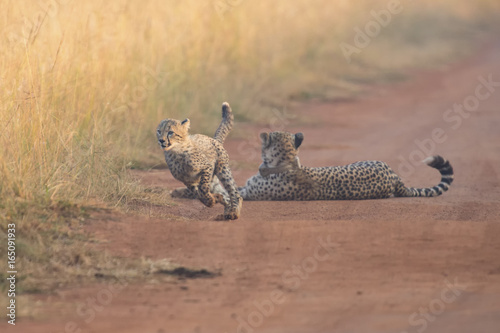Cheetah cubs playing with a mother in the background in artistic conversion