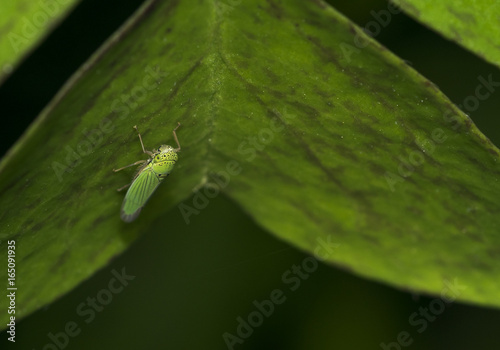 Leafhopper insect on a green leaf