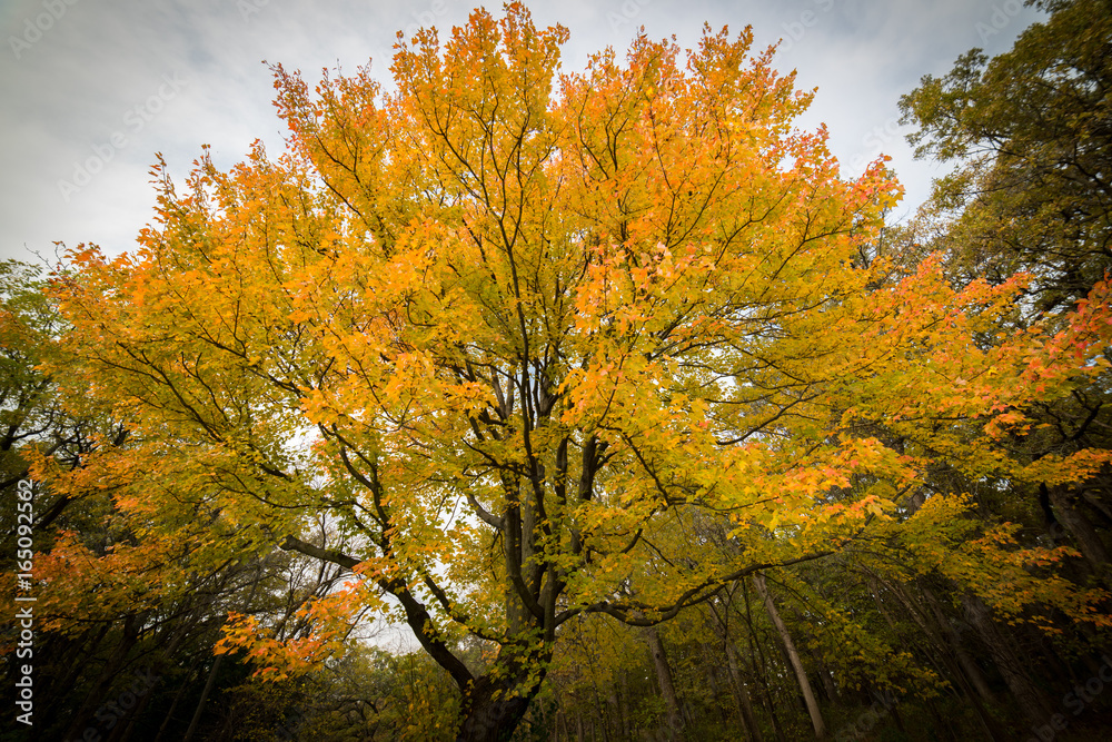 Naklejka premium Big beautiful tree in fall