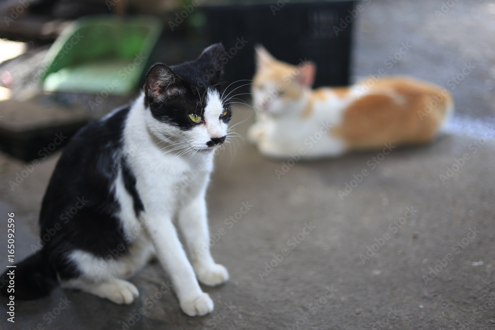 Selective focus. A female cat with unique mustache on red table with blurred background Selective focus. A female cat with unique mustache on red table with blurred background