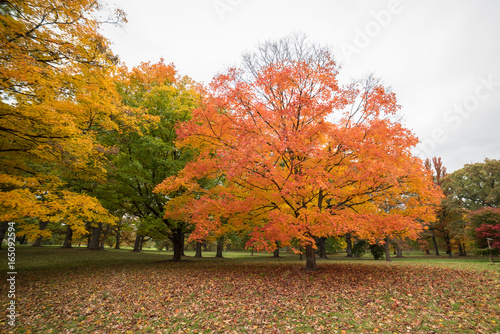 Big beautiful tree in fall