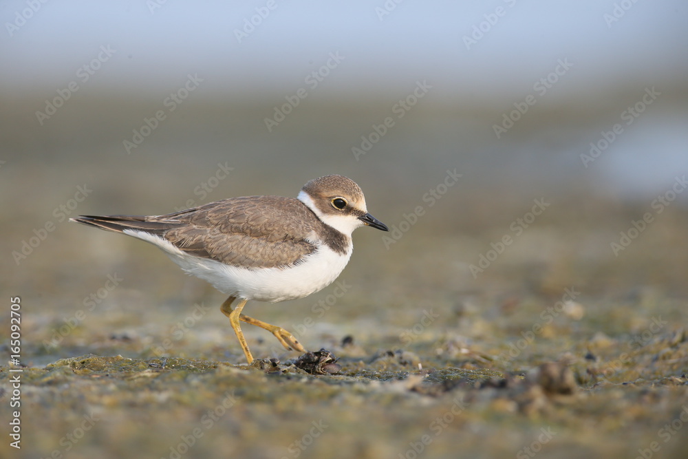Little ringed plover Little ringed plover