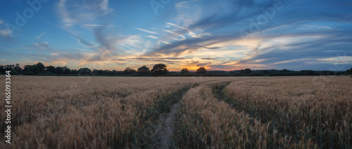 Sunset and Wheat Field