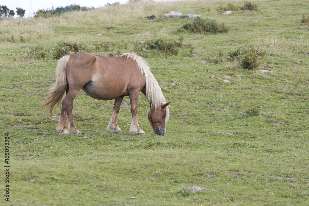 Obraz premium Lonely Pottoka horse eating in a pastureland (Jaizkibel, Guipuzcoa, Spain).