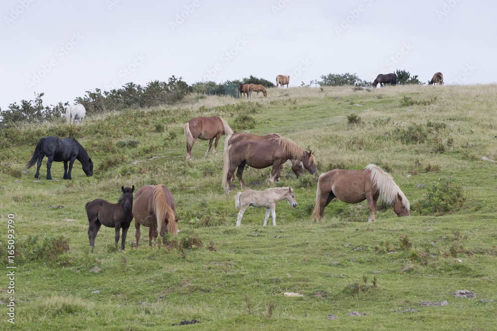 Mature and foals Pottoka horses eating grass in Jaizkibel pastureland (Guipuzcoa, Spain).