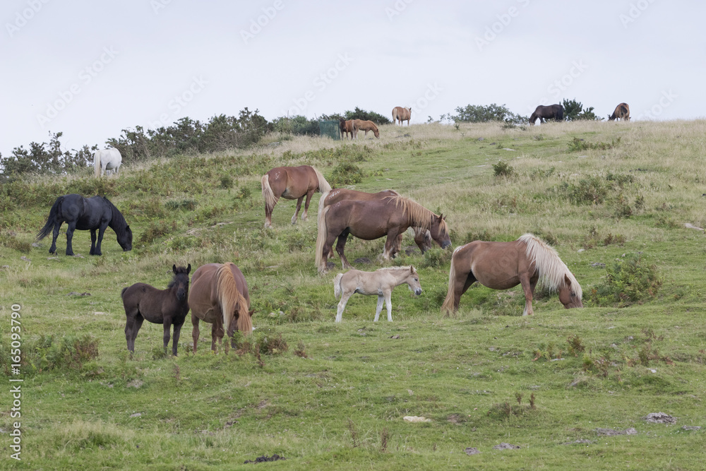 Mature and foals Pottoka horses eating grass in Jaizkibel pastureland (Guipuzcoa, Spain). Mature and foals Pottoka horses eating grass in Jaizkibel pastureland (Guipuzcoa, Spain).