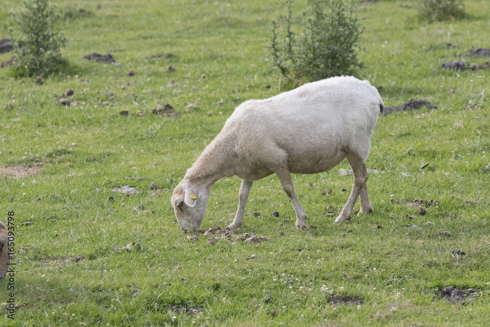 Blond-faced Latxa sheep eating grass in pastureland (Jaizkibel, Guipuzcoa, Spain). Blond-faced Latxa sheep eating grass in pastureland (Jaizkibel, Guipuzcoa, Spain).