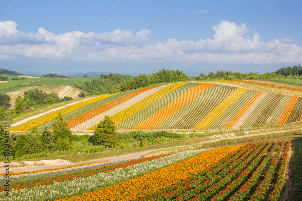 Colorful of flower bed on hill in summer at Biei, Hokkaido, Japan