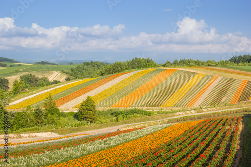 Colorful of flower bed on hill in summer at Biei, Hokkaido, Japan © aaa187