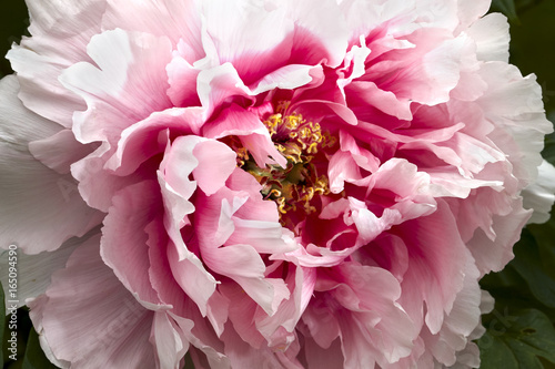 Japanese peony