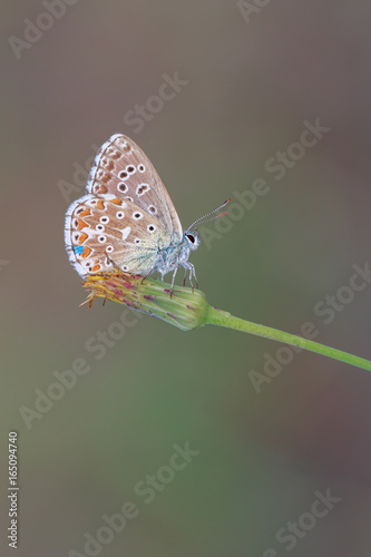 blue butterfly on stem