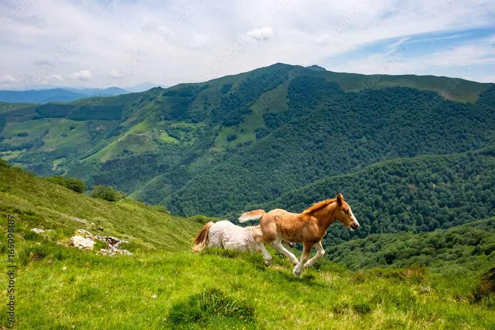 Wild Horses running in the green Pyrenees Wild Horses running in the green Pyrenees