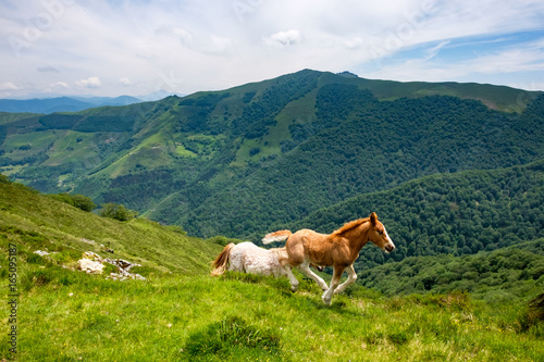 Wild Horses running in the green Pyrenees