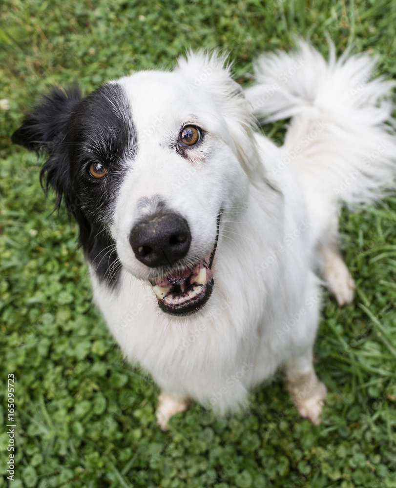 Excited White and Black Border Collie Excited White and Black Border Collie