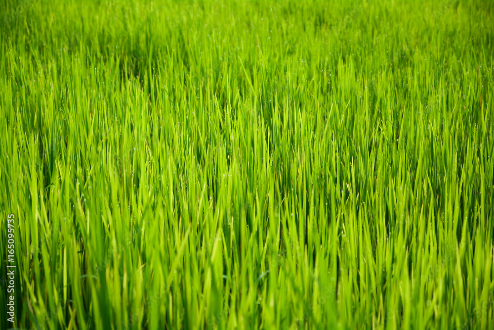 Rice fields  in the morning for background.