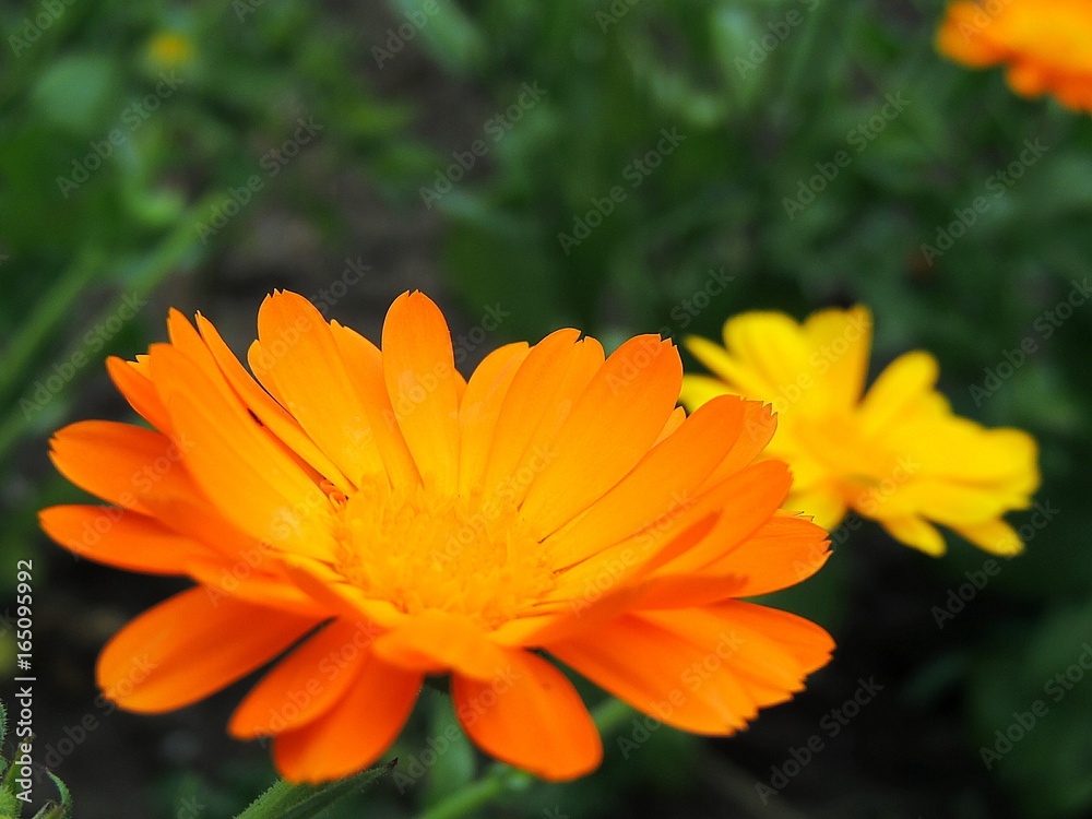 Calendula marigold flowers in summer garden. Calendula marigold flowers in summer garden.