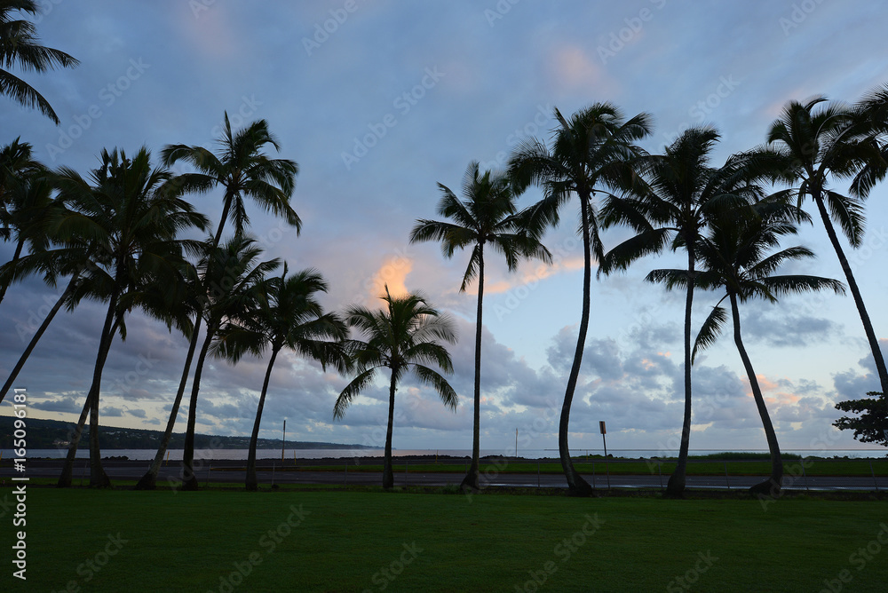 Coconut tree in Hawaii Coconut tree in Hawaii