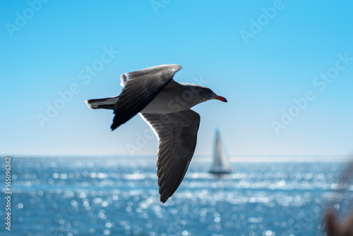 Seagull Flying Over the Ocean in Bright Sun