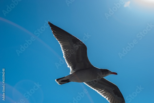 Seagull Flying Over the Ocean in Bright Sun