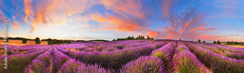 Panorama of lavender field at sunset  France