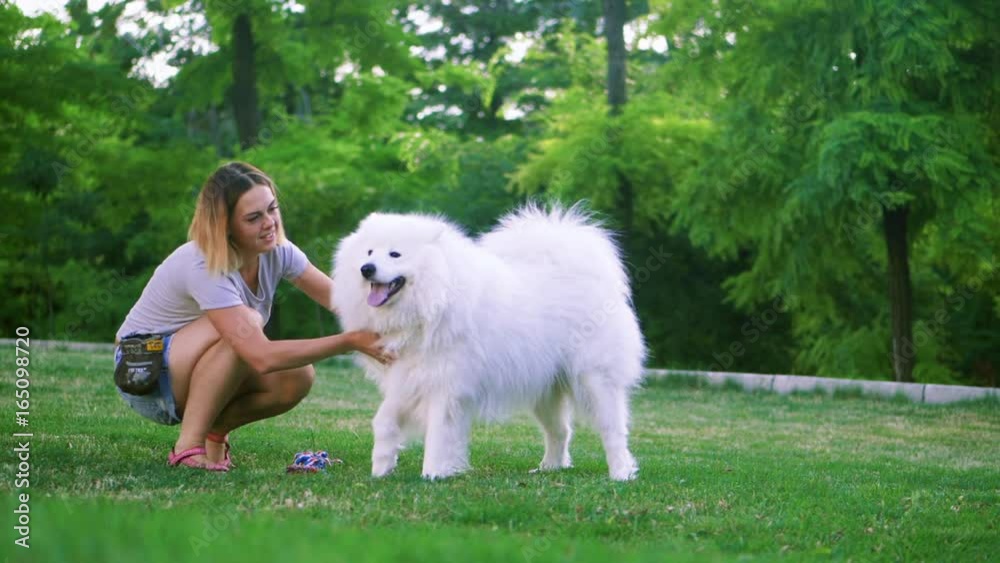 An adult woman with red hair plays and strokes her dog of the Samoyed breed. White fluffy pet in a park with mistress on a green lawn have fun. SLOW MOTION